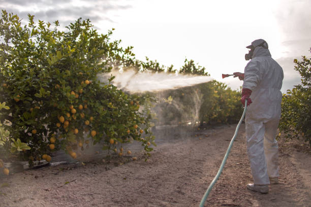 Best Cockroach Control Services  in Woodfin, NC
