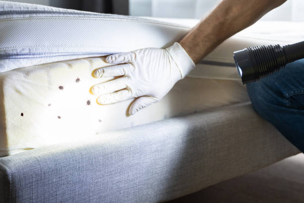Best Flea Control Services  in Woodfin, NC