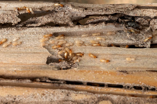 Best Wildlife Control Services  in Woodfin, NC