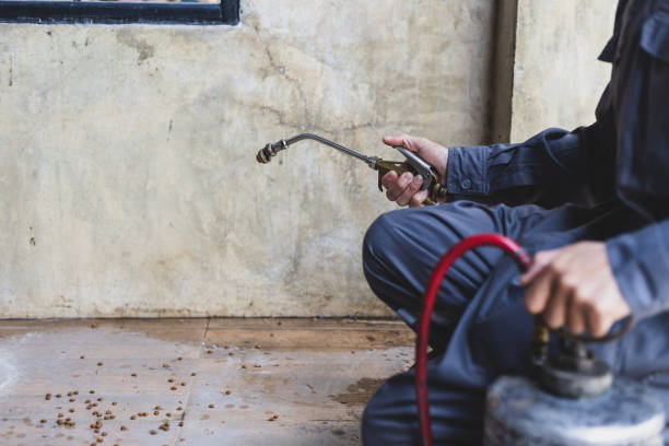 Best Ant Control Services  in Woodfin, NC